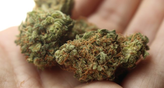 Weighing the Effects of Legalizing Marijuana