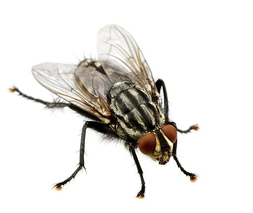 Pest Control flies